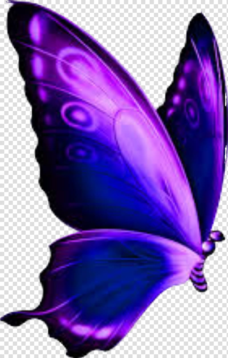 Butterfly, Swallowtail Butterfly, Insect, Teinopalpus, Old World Swallowtail, Purple, Violet, Feather transparent background PNG clipart