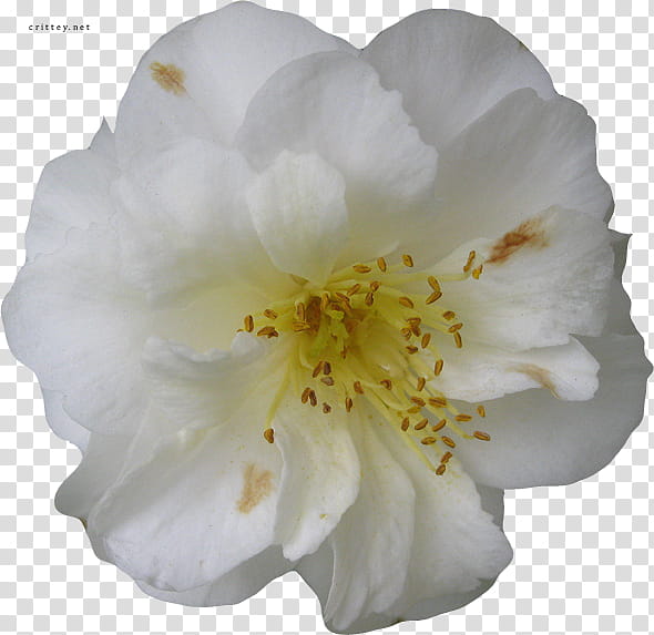 Large Flower , white-petaled flower transparent background PNG clipart