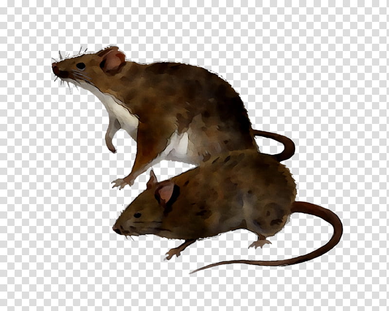 Kangaroo, Rat, Mus, Mousetrap, Electronic Pest Control, Trapping, Online Shopping, Muridae transparent background PNG clipart