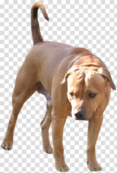 SET Natural, short-coated tan dog transparent background PNG clipart