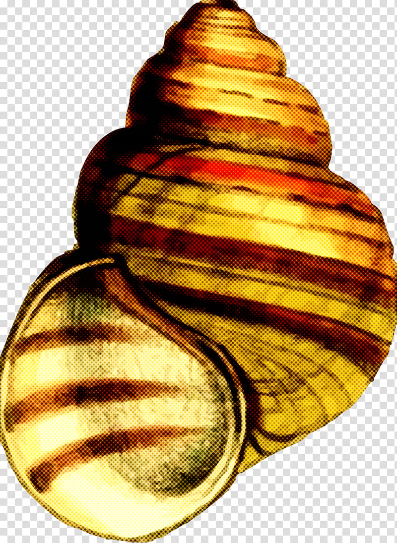 sea snail shell bivalve transparent background PNG clipart