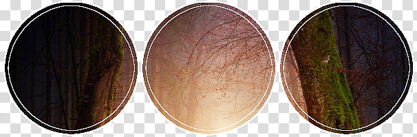 Forest Page Decoration transparent background PNG clipart