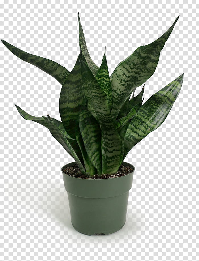 Aloe Vera Leaf, Flowerpot, Houseplant, Plants, Vipers Bowstring Hemp, Agave, Garden, Artificial Flower transparent background PNG clipart