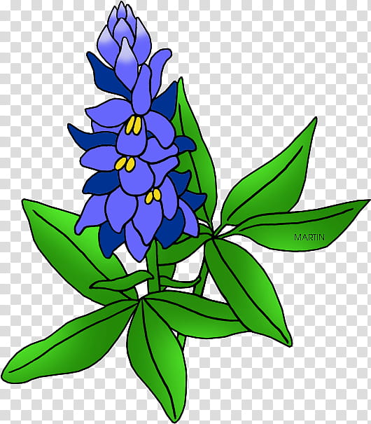 Floral Plant, Bluebonnet, Texas, Texas Bluebonnet, Drawing, Flower, Painting, Floral Design transparent background PNG clipart