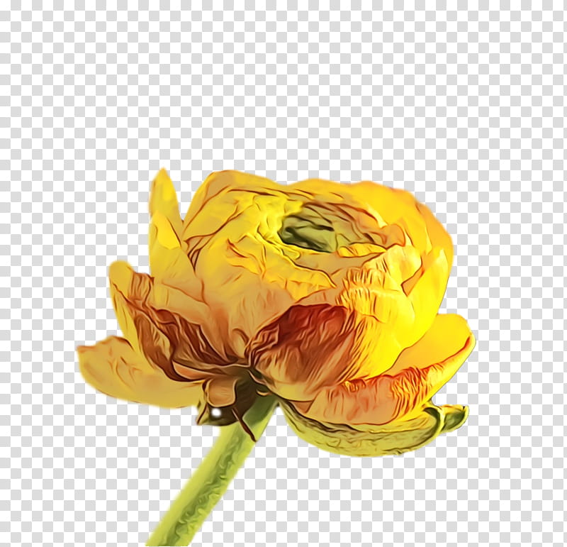 Rose, Spring Flower, Spring Floral, Flowers, Watercolor, Paint, Wet Ink, Yellow transparent background PNG clipart