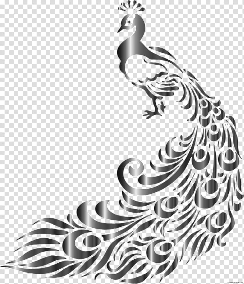 Bird Line Drawing, Peafowl, Stencil, Feather, Indian Peafowl, Painting, Silhouette, Phoenix transparent background PNG clipart