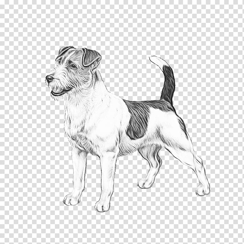 Fox Drawing, Jack Russell Terrier, Parson Russell Terrier, Puppy, American Staffordshire Terrier, Bergamasco Shepherd, Companion Dog, English Foxhound transparent background PNG clipart