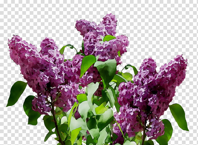 Flowers, Lilac, Common Lilac, Blume, Purple, Lavender, Garden, Lilac transparent background PNG clipart