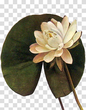 Plant, white lotus flower transparent background PNG clipart thumbnail