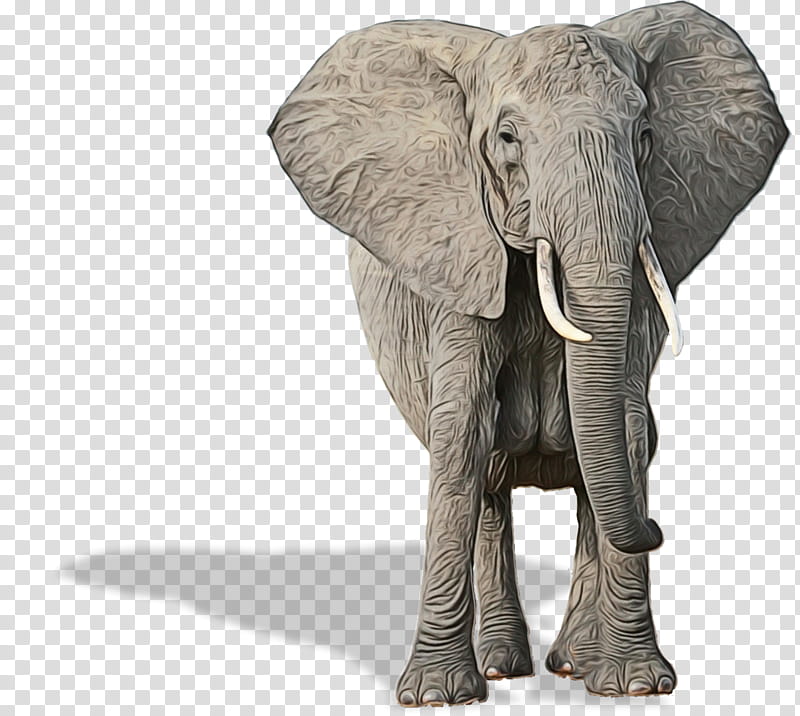 Elephant, Indian Elephant, African Elephant, Poaching, Dog, Tusk, Animal, Fable transparent background PNG clipart