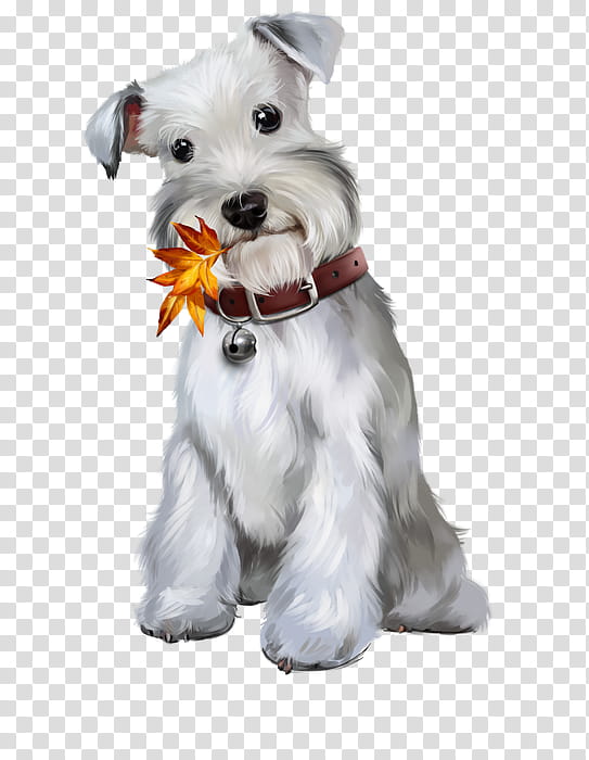Cartoon Dog, Miniature Schnauzer, Standard Schnauzer, Puppy, Maltese Dog, Pet, Terrier, Companion Dog transparent background PNG clipart