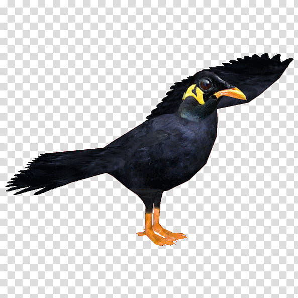 Bird PNG transparent image download, size: 2560x1920px
