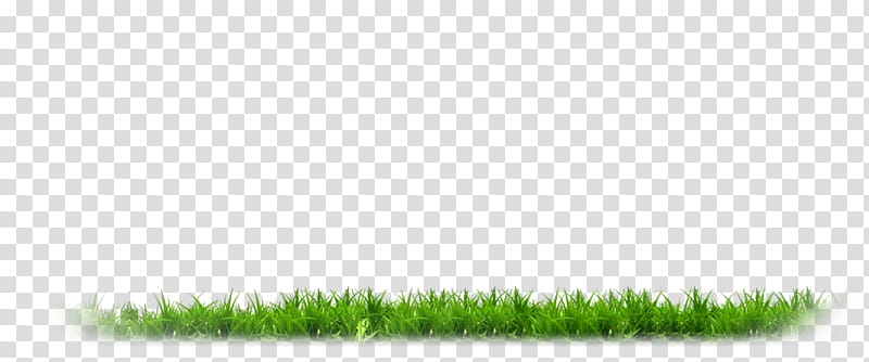 Green Grass, Grasses, Line, Lawn, Grass Family, Plant, Grassland, Land Lot transparent background PNG clipart