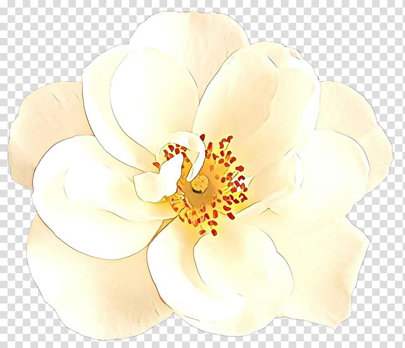white petal flower plant flowering plant, Cartoon, Yellow, Blossom, Magnolia Family transparent background PNG clipart