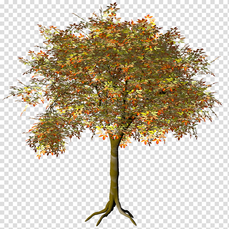 Megusurinoki Acer Maxi TIF, green, yellow, and red tree transparent background PNG clipart