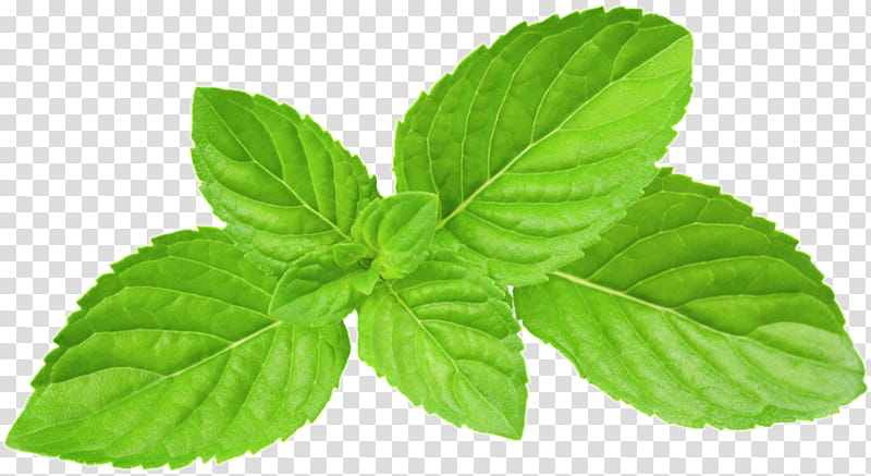 leaf plant herb flower mint, Flowering Plant, Herbal, Basil, Peppermint, Spearmint transparent background PNG clipart