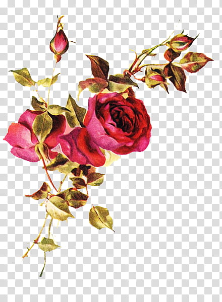 Pink Flowers, Rose, Roses Vintage, Qcola Papel De Parede Vintage White Roses, Garden Roses, Rose Family, Rose Order, Plant transparent background PNG clipart