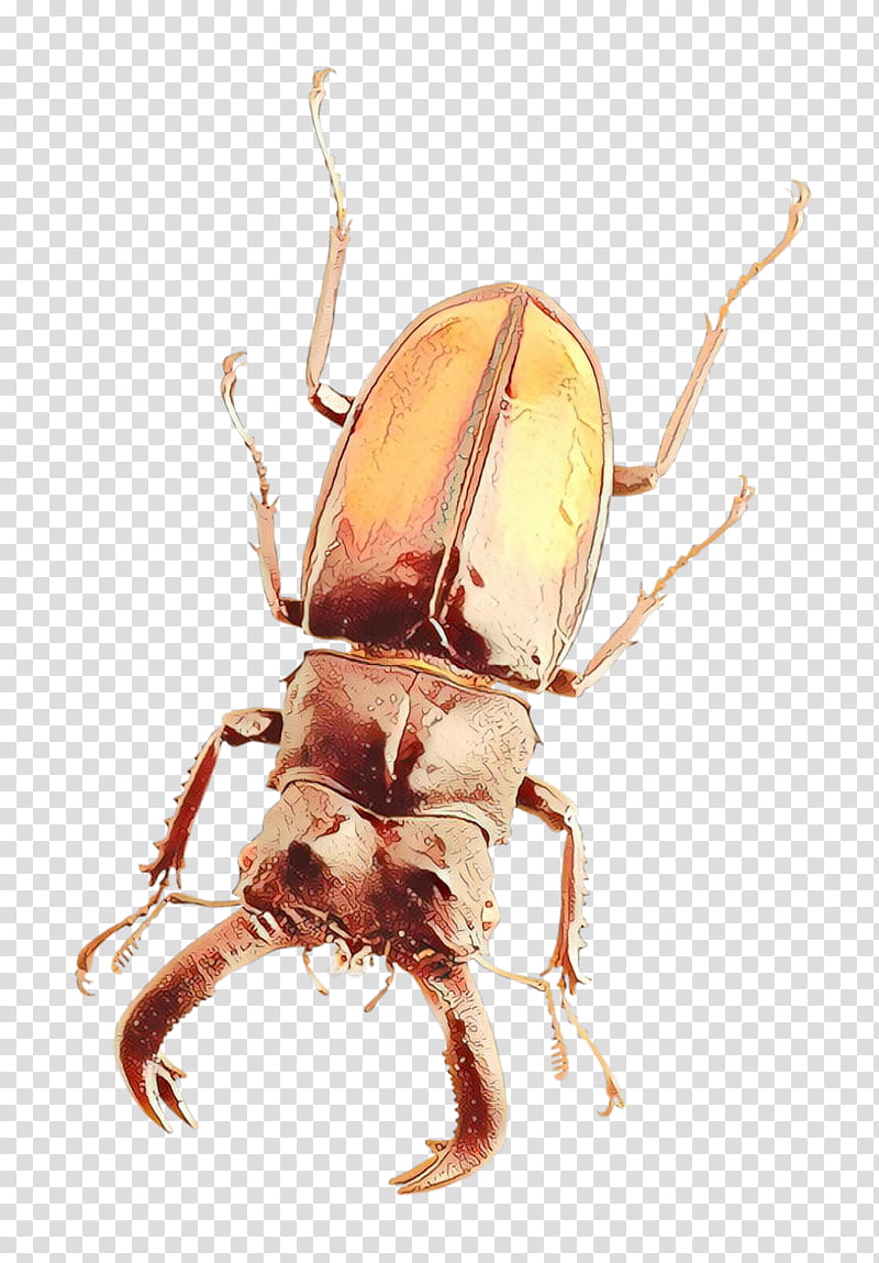 insect beetle pest stag beetles scarabs, Japanese Rhinoceros Beetle, Ground Beetle transparent background PNG clipart