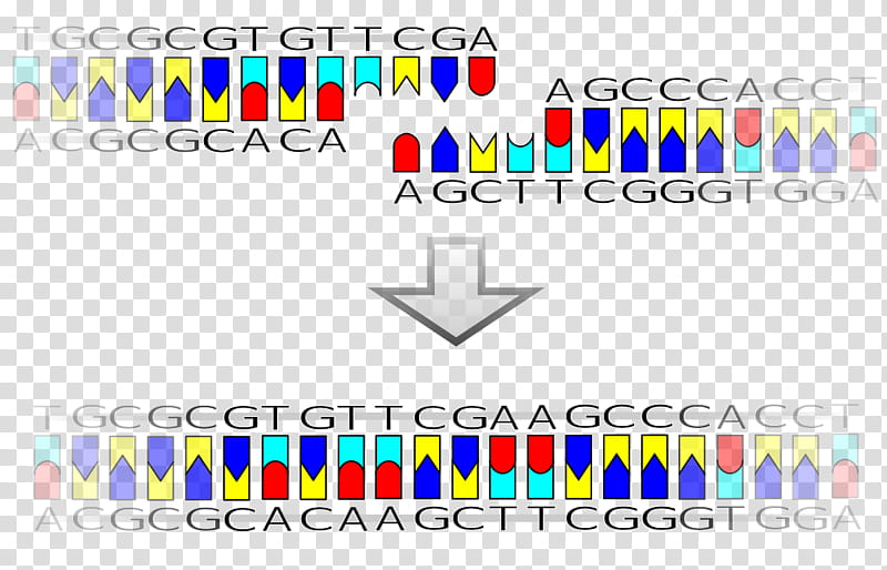 Circle Design, Ligation, Recombinant Dna, Ligase, , Dna Ligase, Molecular Cloning, Sticky And Blunt Ends transparent background PNG clipart