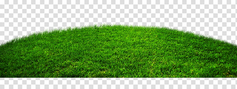 Green Grass, Lawn, Wheatgrass, Artificial Turf, Plant, Grass Family transparent background PNG clipart