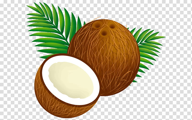 Palm tree, Coconut, Attalea Speciosa, Plant, Fruit, Food, Arecales transparent background PNG clipart