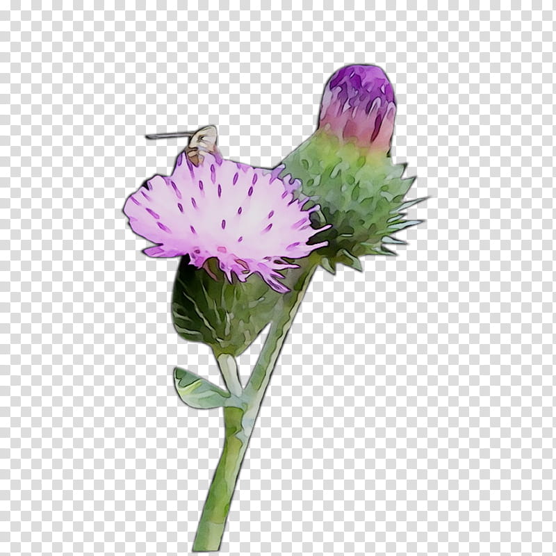Flowers, Milk Thistle, Greater Burdock, Purple, Plant Stem, Plants, Silybum, Pincushion Flower transparent background PNG clipart