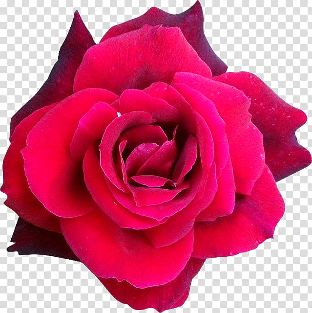 Pink Flower, Cabbage Rose, Garden Roses, Hybrid Tea Rose, Floribunda, Helleborus Niger, China Rose, Flower Garden transparent background PNG clipart
