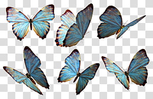 Butterfly, three blue-and-gray butterflies transparent background PNG ...
