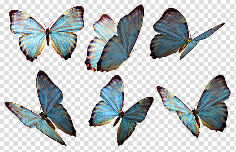 Wings Fantasy Psd Gray And Blue Butterfly Wings Transparent