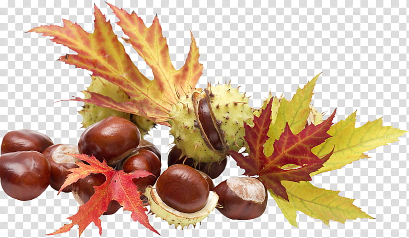 Plane, Chestnut, Leaf, Plant, Tree, Flower, Nuts Seeds, Food transparent background PNG clipart
