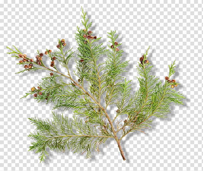 yellow fir white pine jack pine red pine larix lyalliisubalpine larch, Watercolor, Paint, Wet Ink, Lodgepole Pine, Red Juniper, Shortstraw Pine, Shortleaf Black Spruce transparent background PNG clipart