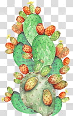 s, green and pink cactus transparent background PNG clipart