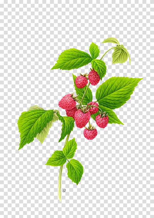 , red raspberry fruit illustration transparent background PNG clipart