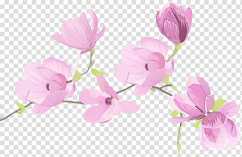 Sweet Pea Flower, Watercolor, Paint, Wet Ink, Drawing, Shrub, Petal, Pink transparent background PNG clipart