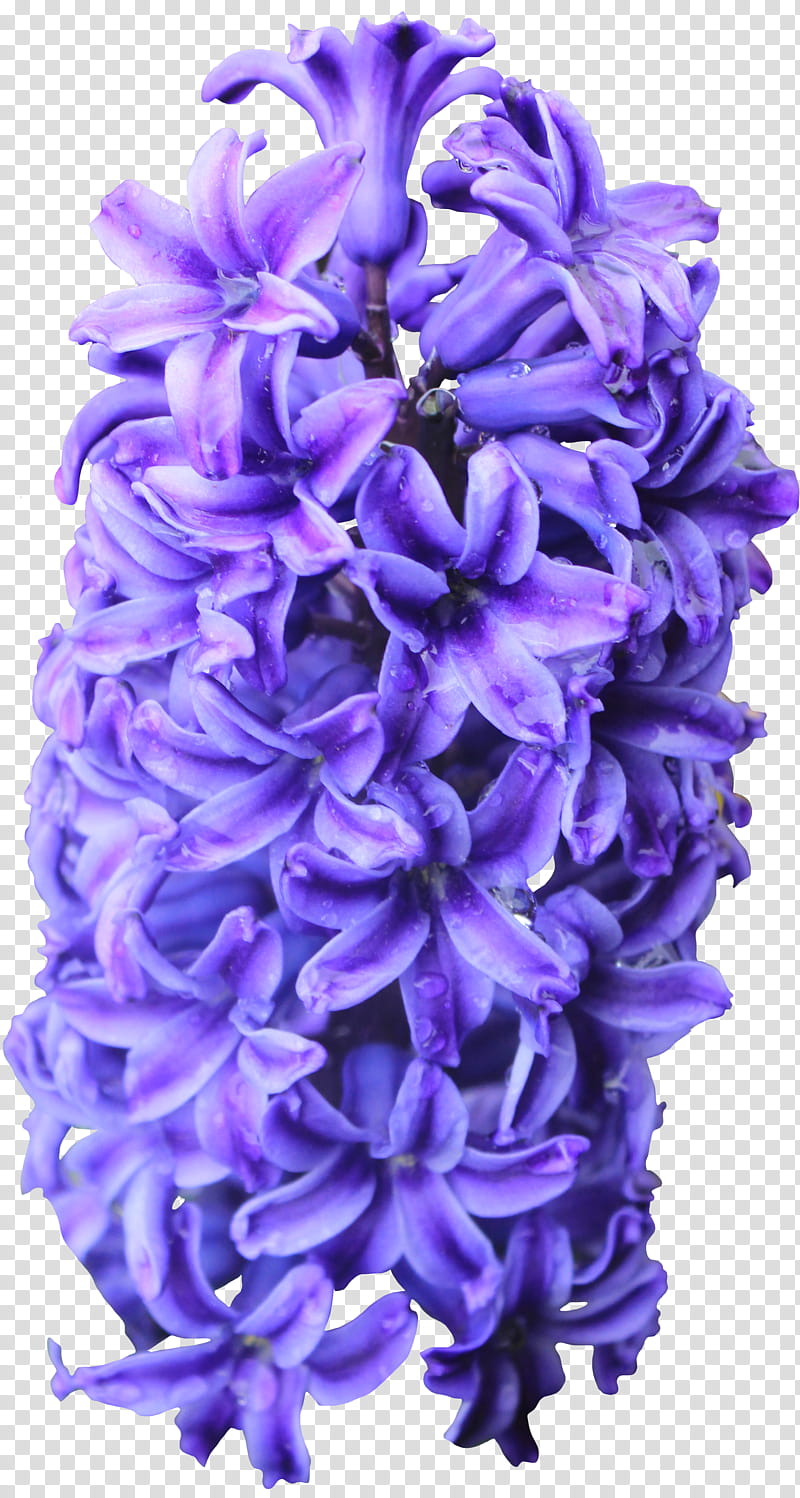 Purple Hyacinth, purple hyacinth flower isolated on black background transparent background PNG clipart