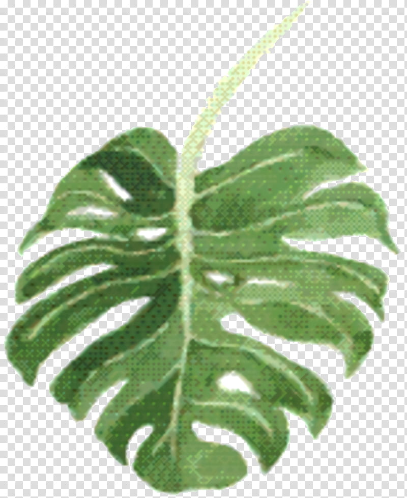 Family Tree, Leaf, Plant Stem, Herbal Medicine, Plants, Monstera Deliciosa, Flower, Terrestrial Plant transparent background PNG clipart