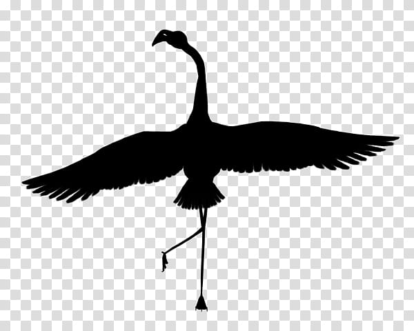 Crane Bird, Goose, Feather, Beak, Silhouette, Neck, Canada Goose, Water Bird transparent background PNG clipart