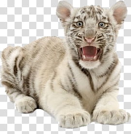 Animal, white tiger cub transparent background PNG clipart