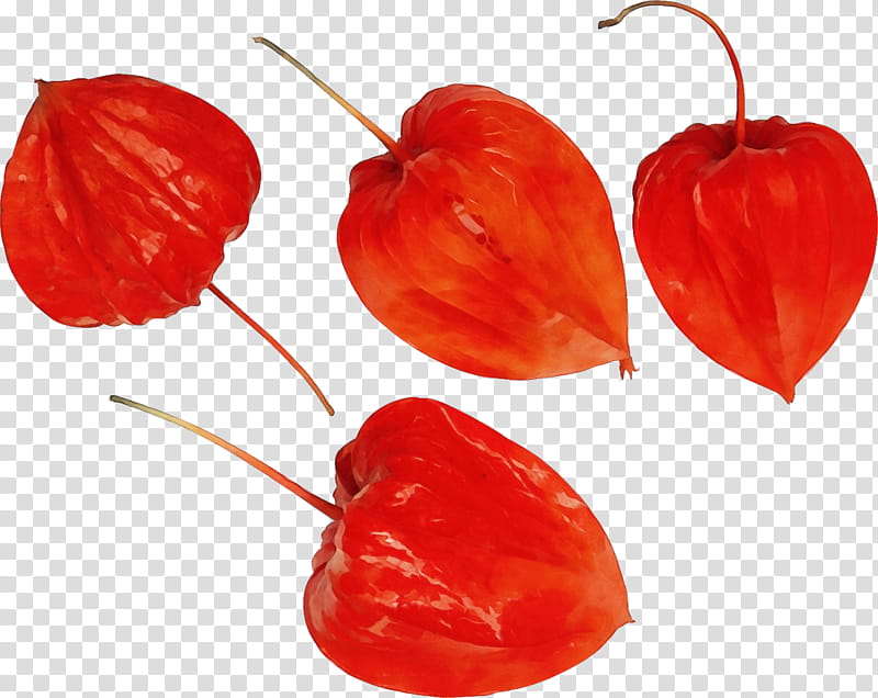 Watercolor Flower, Paint, Wet Ink, Habanero, Piquillo Pepper, Sweet And Chili Peppers, Malagueta Pepper, Fruit transparent background PNG clipart