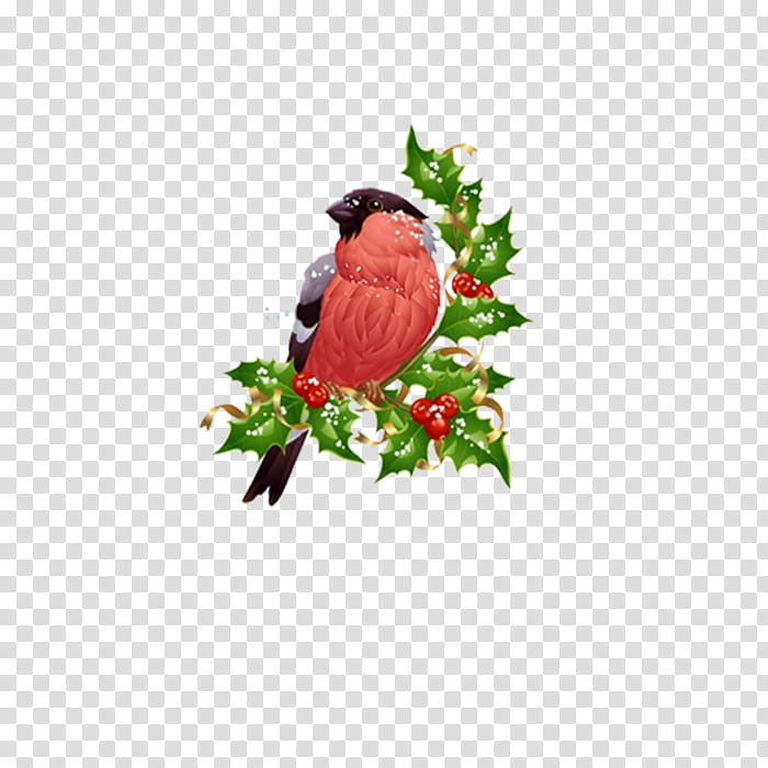 Background Family Day, Christmas Ornament, Eurasian Bullfinch, Beak, Christmas Day, Branching, Flower, Northern Cardinal transparent background PNG clipart