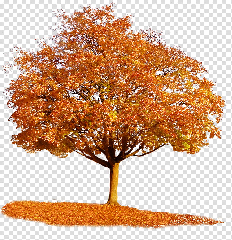 Autumn Tree, brown leafed tree transparent background PNG clipart