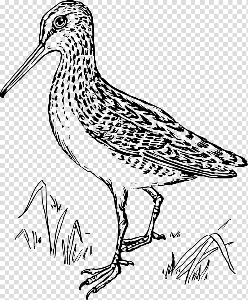 Bird Line Drawing, Snipe, Silhouette, Line Art, Common Snipe, Sandpiper, Beak, Shorebird transparent background PNG clipart