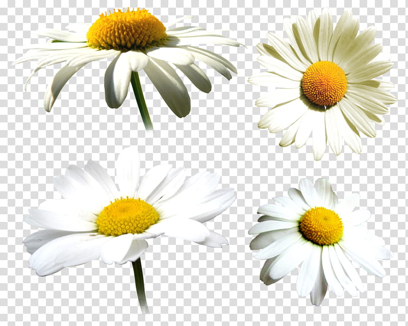Cartoon Flower, Common Daisy, Roman Chamomile, Oxeye Daisy, Chrysanthemum, Daisy Family, Margarita, Marguerite Daisy transparent background PNG clipart