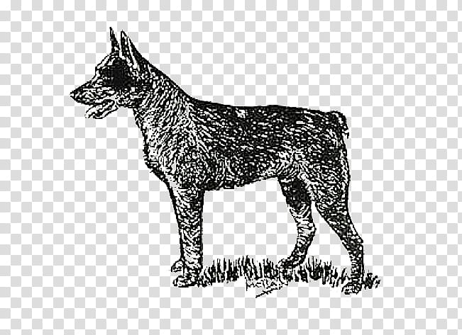 Dog Drawing, Australian Cattle Dog, Horse, Stumpy Tail Cattle Dog, Pony, Dingo, Herding Dog, Boskapshund transparent background PNG clipart