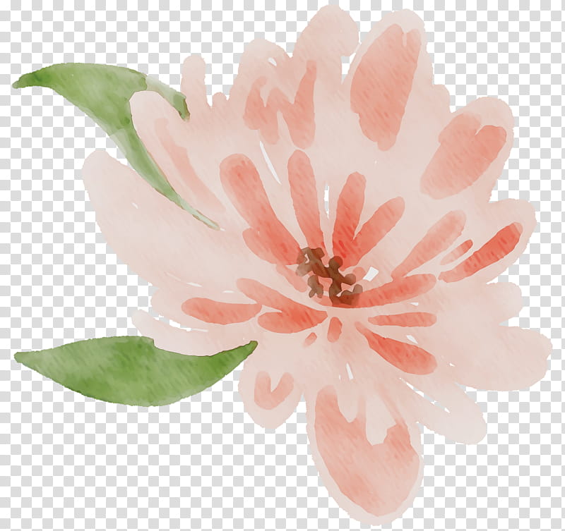 Pink Flower, Petal, Peach, Plants, Magnolia, Watercolor Paint, Magnolia Family, Blossom transparent background PNG clipart