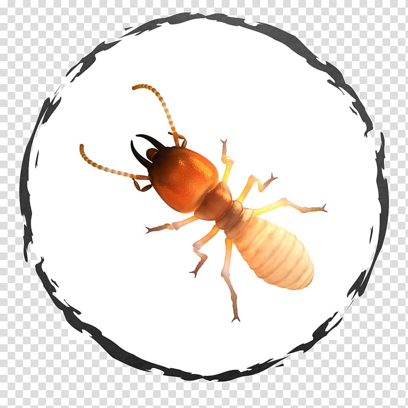 Ant, Cockroach, Insect, Termite, Pest, Pest Control, Bed Bug Control Techniques, Exterminator, American Cockroach, Smokybrown Cockroach transparent background PNG clipart