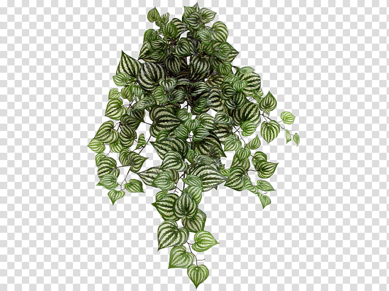 Family Tree, Radiator Plants, Leaf, Vine, Chinese Money Plant, Common Ivy, Artificial Flower, Fittonia transparent background PNG clipart
