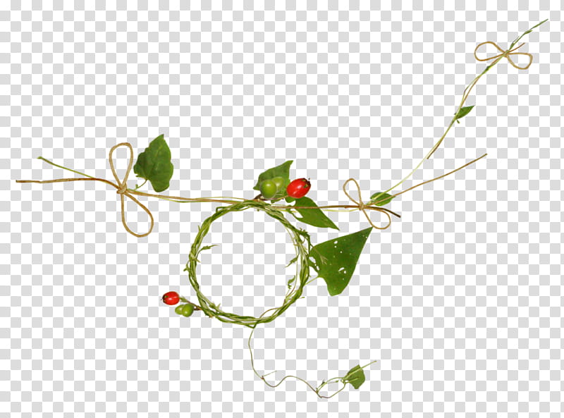Holly Leaf, Twig, Frames, Calameae, Vine, Plants, Flower, Branch transparent background PNG clipart