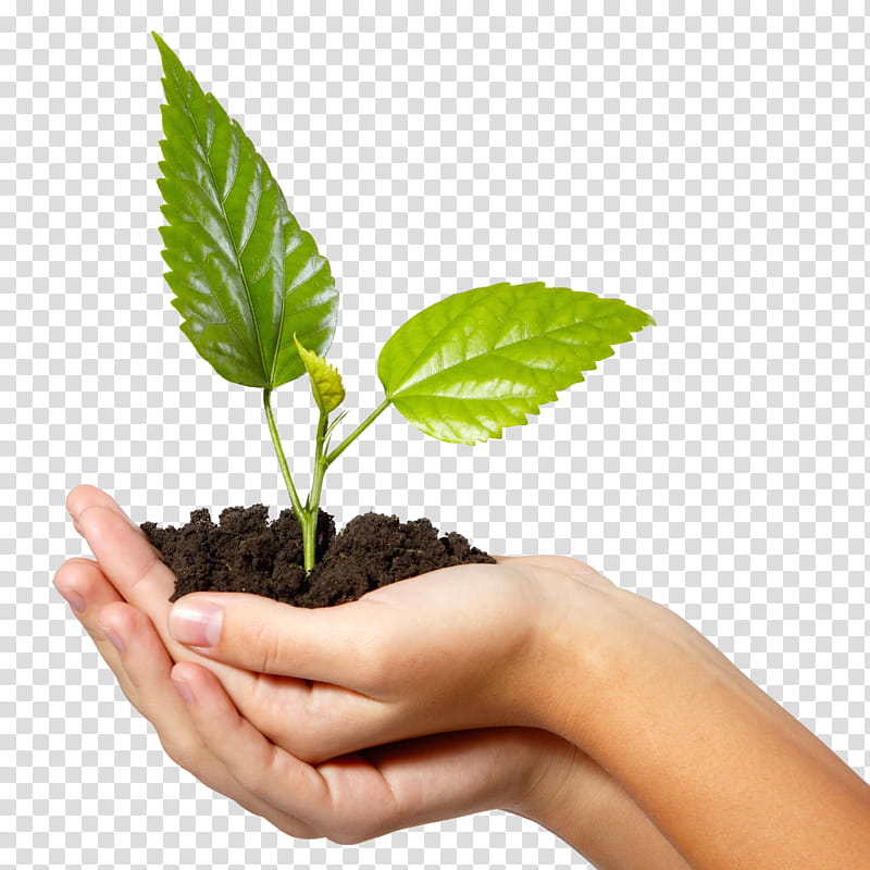 Green Leaf, Plan, Personal Development, Personal Development Planning, Project, Management, Coaching, Mentorship transparent background PNG clipart