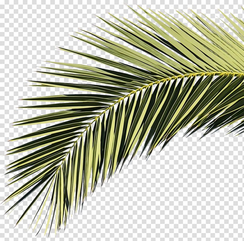 Coconut Tree, Palm Trees, Palm Branch, Leaf, Asian Palmyra Palm, Palmleaf Manuscript, Borassus, Yellow Fir transparent background PNG clipart
